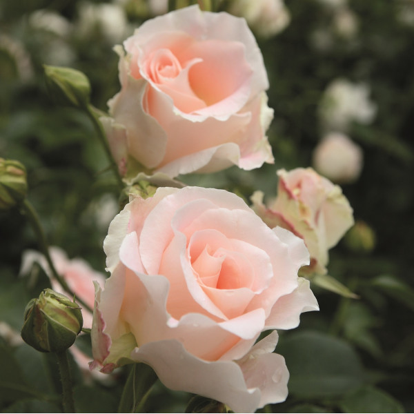 ROCOCO®